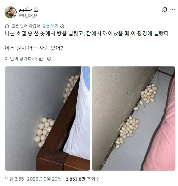 호텔에서 발견된 정체불명의 알