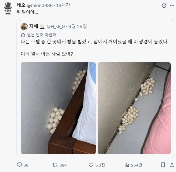 호텔에서 발견된 정체불명의 알 - 이미지 2