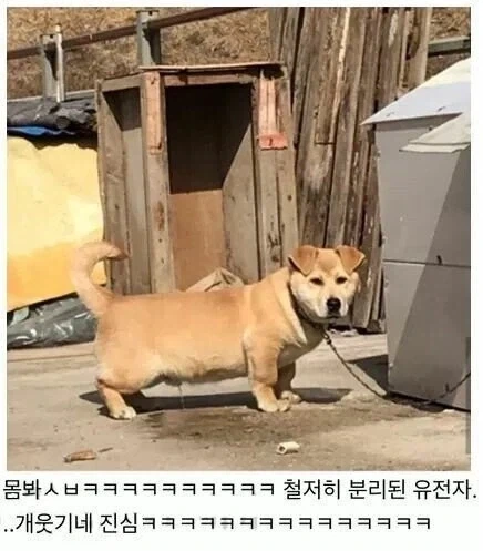 시골 똥개 믹스견 대참사 - 이미지 2