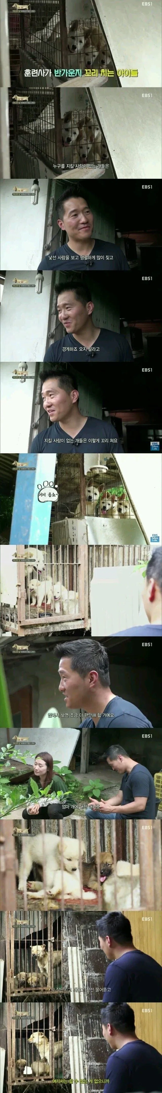 강아지들이 꼬리를 치는 이유.