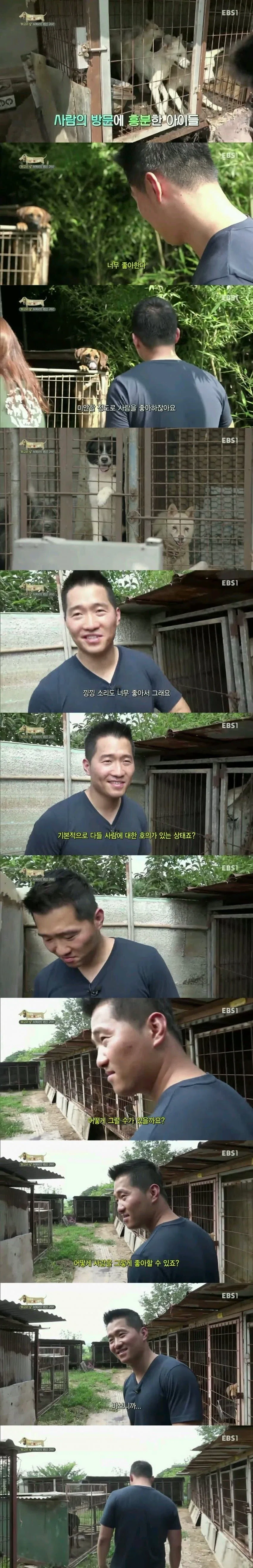 강아지들이 꼬리를 치는 이유. - 이미지 2
