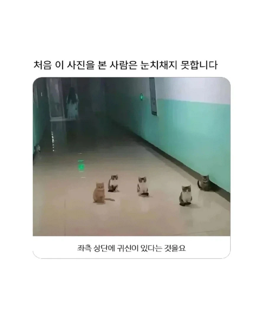 귀신 조X밥 같은 뇬 같으니 냥이님에게 걸리면 넌 아무것도 아냐