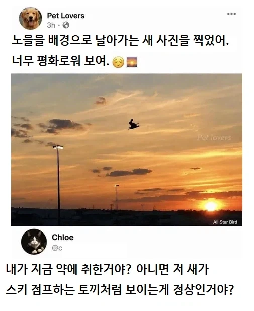 스키점프하는 토끼