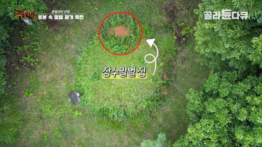말벌에 강하다는 벌꾼이 장수말벌에 쏘였을 때 - 이미지 2