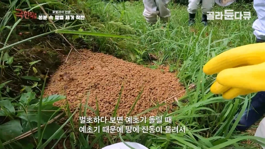 말벌에 강하다는 벌꾼이 장수말벌에 쏘였을 때 - 이미지 4