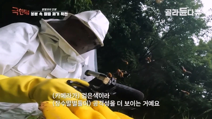 말벌에 강하다는 벌꾼이 장수말벌에 쏘였을 때 - 이미지 6