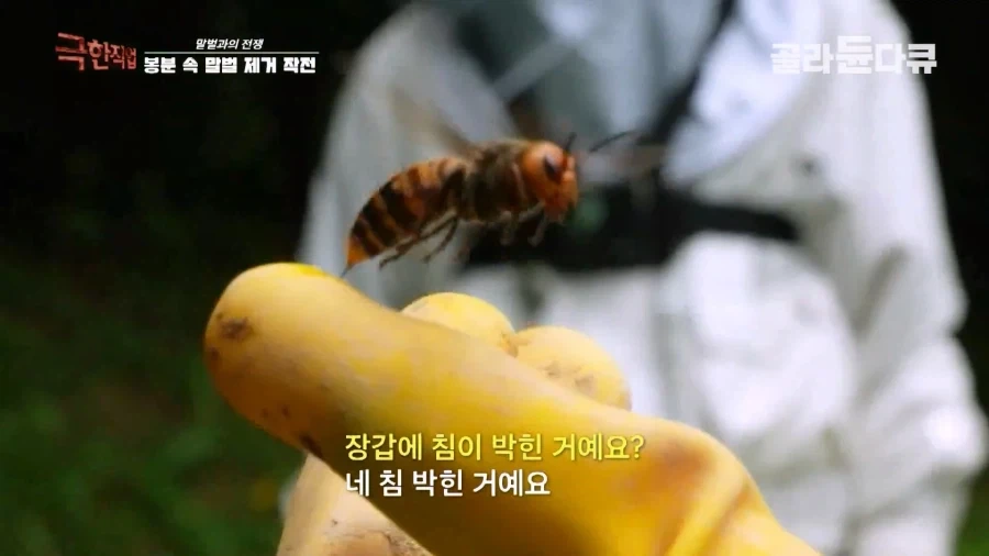 말벌에 강하다는 벌꾼이 장수말벌에 쏘였을 때 - 이미지 7