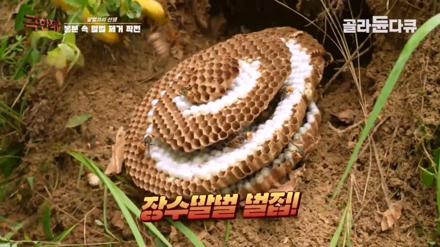 말벌에 강하다는 벌꾼이 장수말벌에 쏘였을 때 - 이미지 8