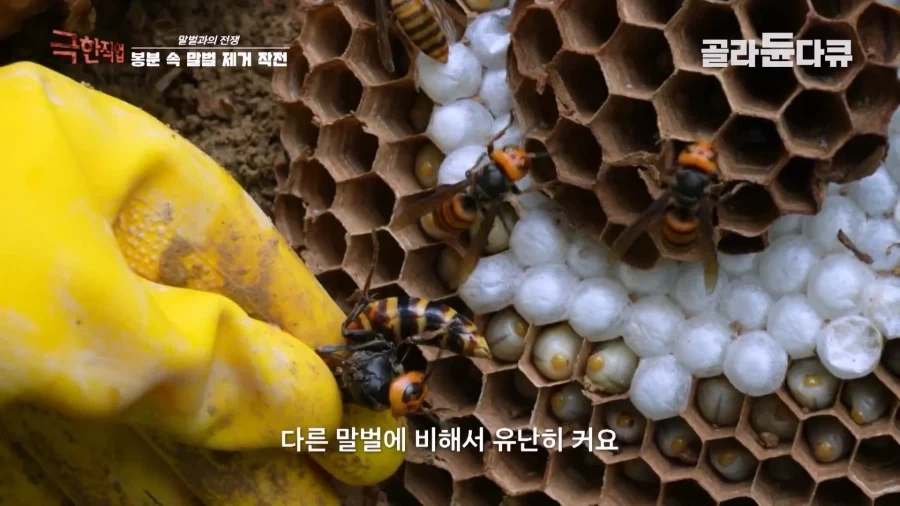 말벌에 강하다는 벌꾼이 장수말벌에 쏘였을 때 - 이미지 10
