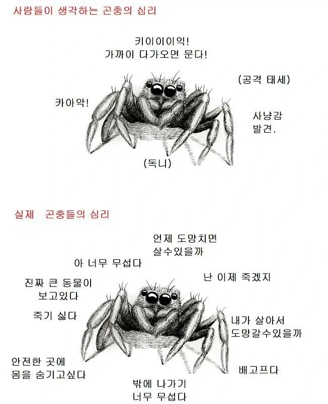 사람들이 생각하는 곤충의 심리 vs 실제 곤충 심리