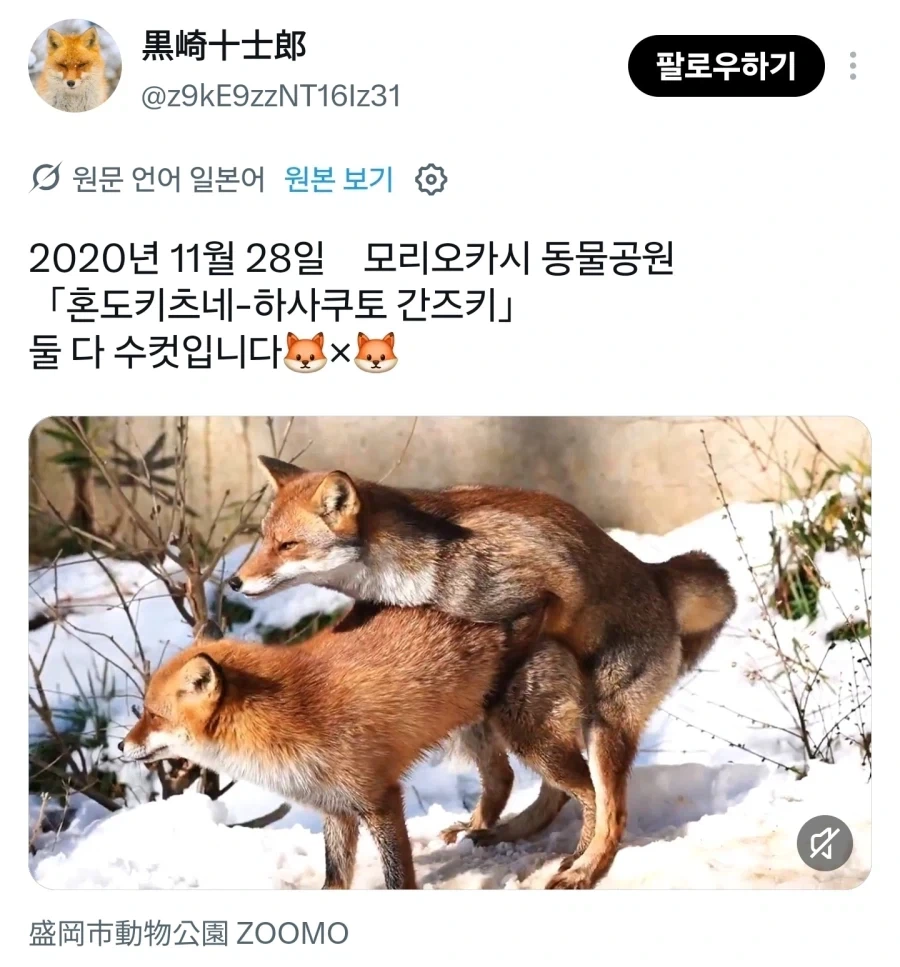 여우 특 - 이미지 2