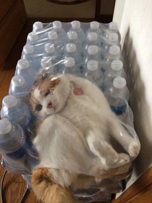 지금 상황에 대단히 만족중인 고양이.jpg