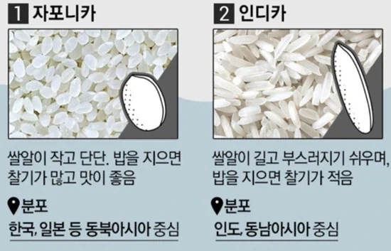 아시아에서 먹는 쌀 품종 - 이미지 2