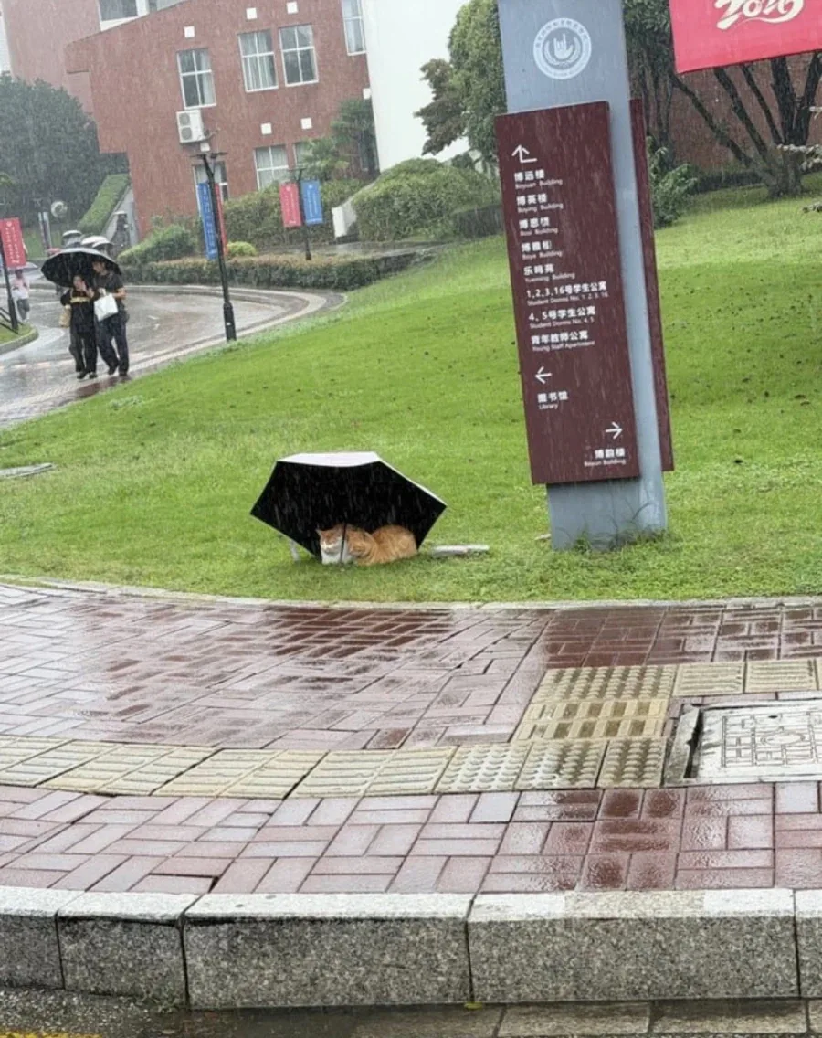 고양이들이 바보인 이유