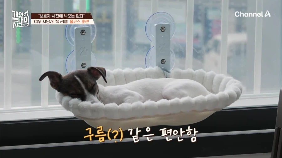 강형욱도 모르는 반려견 제품 - 이미지 6