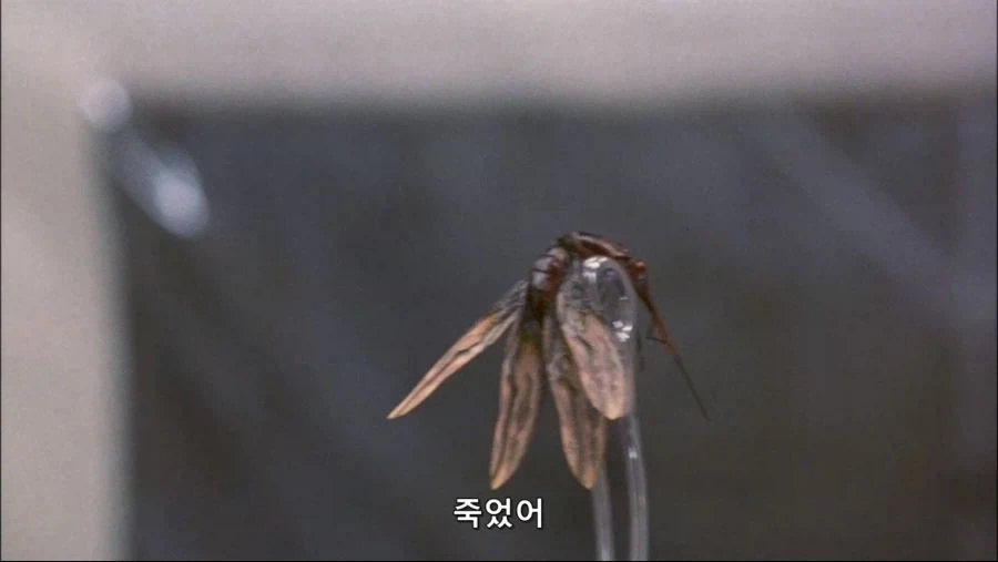 엉덩이속에 벌레간 들어간 남자 - 이미지 31