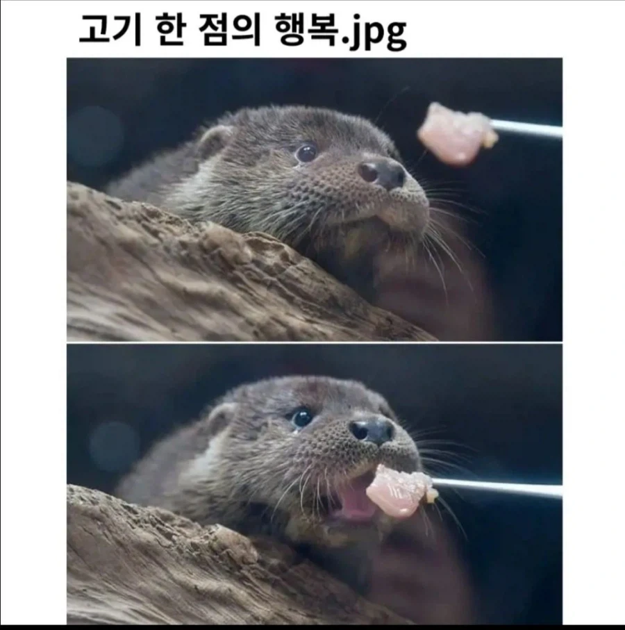 고기 한 점의 행복