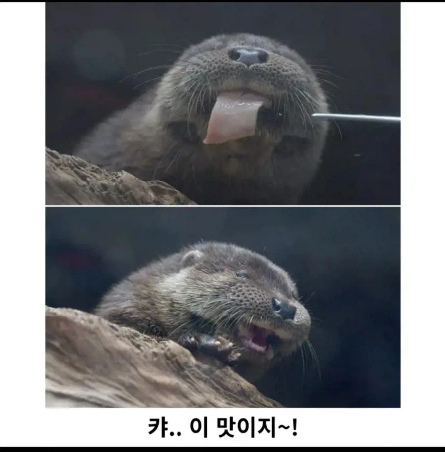 고기 한 점의 행복 - 이미지 2