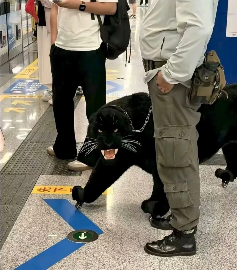 지하철에 나타나서 난리난 흑표범