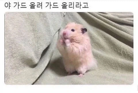 햄스터의 도발