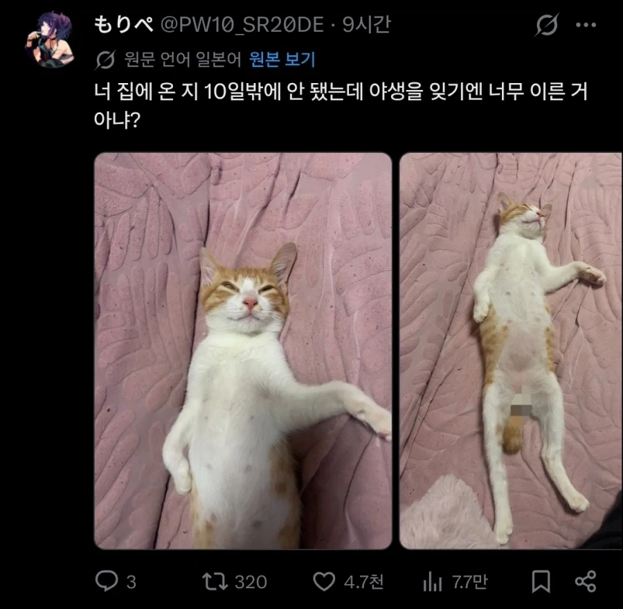 우리집에 길고양이를 데려온지 10일이 지났다.twit