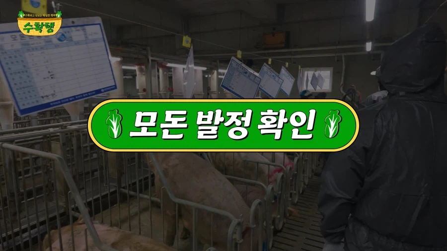 돼지 발정 확인하기