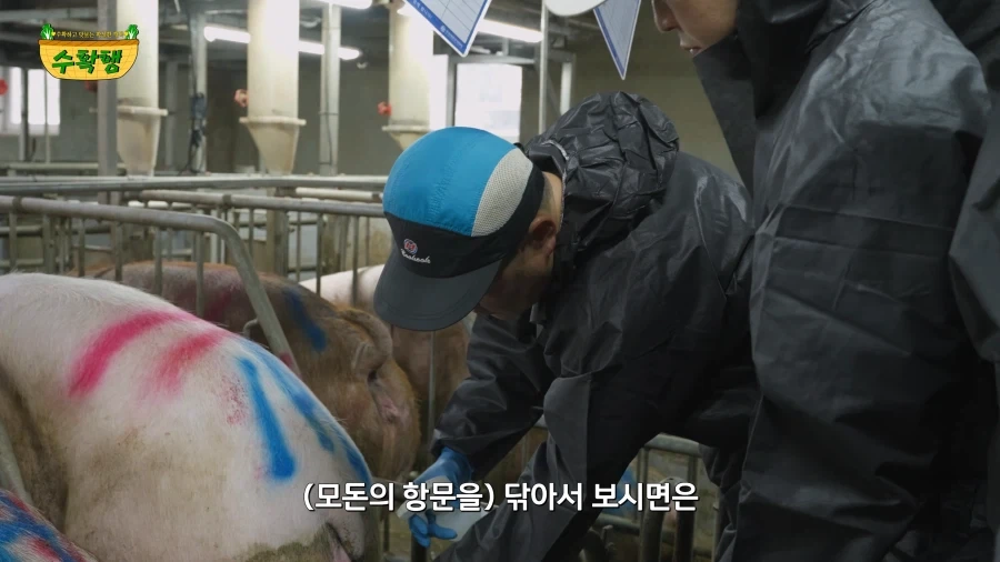 돼지 발정 확인하기 - 이미지 2