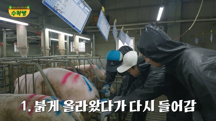 돼지 발정 확인하기 - 이미지 3