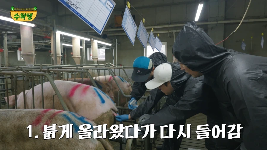 돼지 발정 확인하기 - 이미지 4
