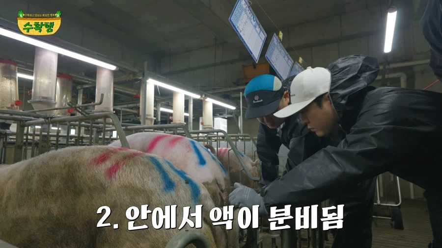 돼지 발정 확인하기 - 이미지 5