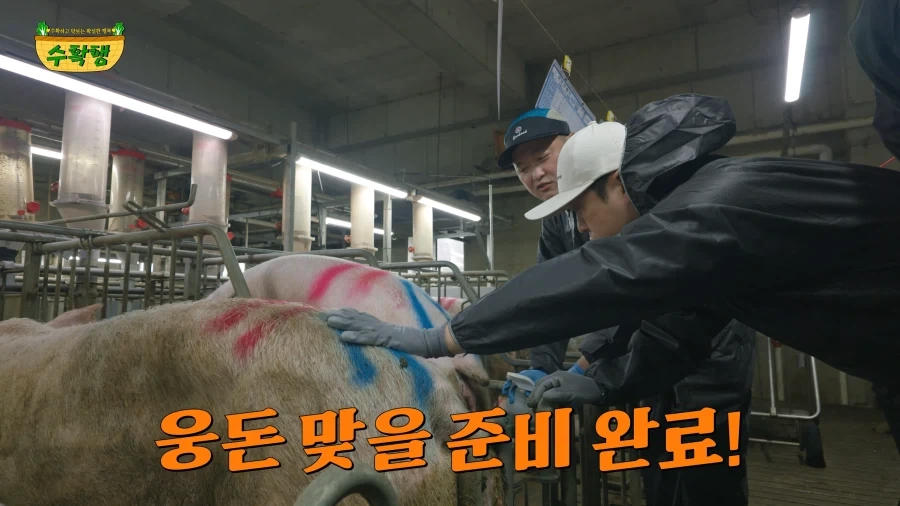 돼지 발정 확인하기 - 이미지 6