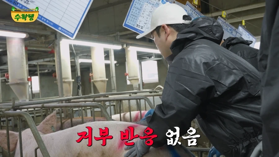 돼지 발정 확인하기 - 이미지 8