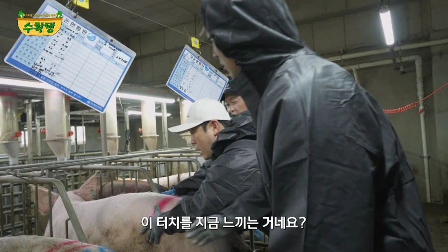돼지 발정 확인하기 - 이미지 9