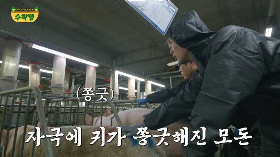 돼지 발정 확인하기 - 이미지 10