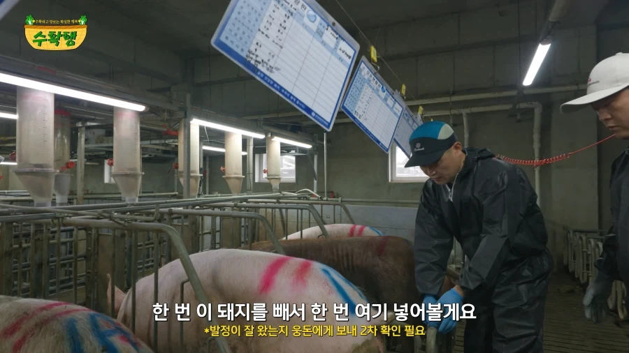 돼지 발정 확인하기 - 이미지 11