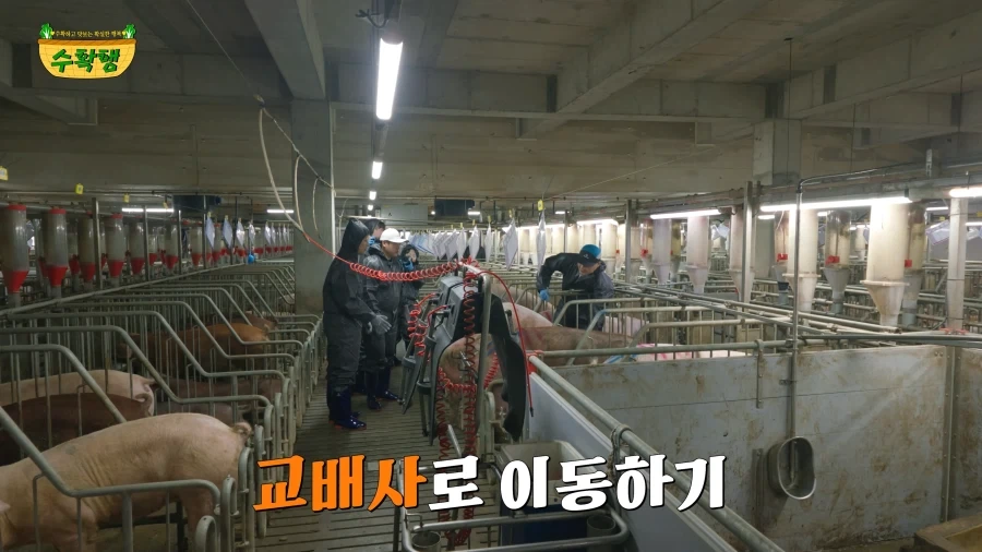 돼지 발정 확인하기 - 이미지 12
