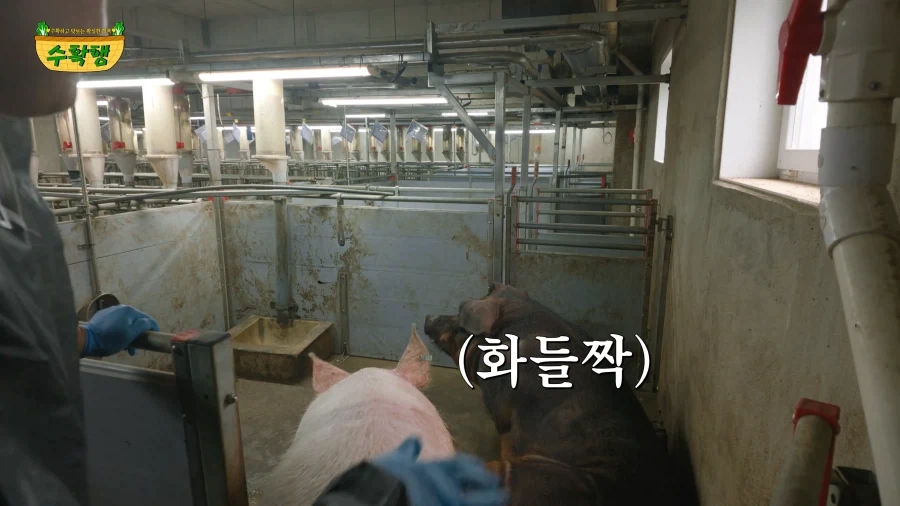 돼지 발정 확인하기 - 이미지 13
