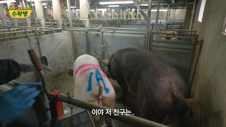 돼지 발정 확인하기 - 이미지 14