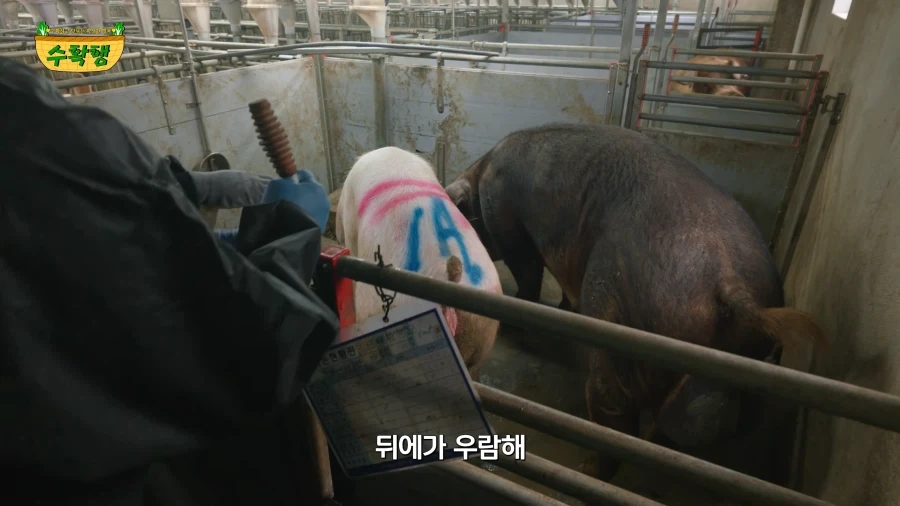 돼지 발정 확인하기 - 이미지 15