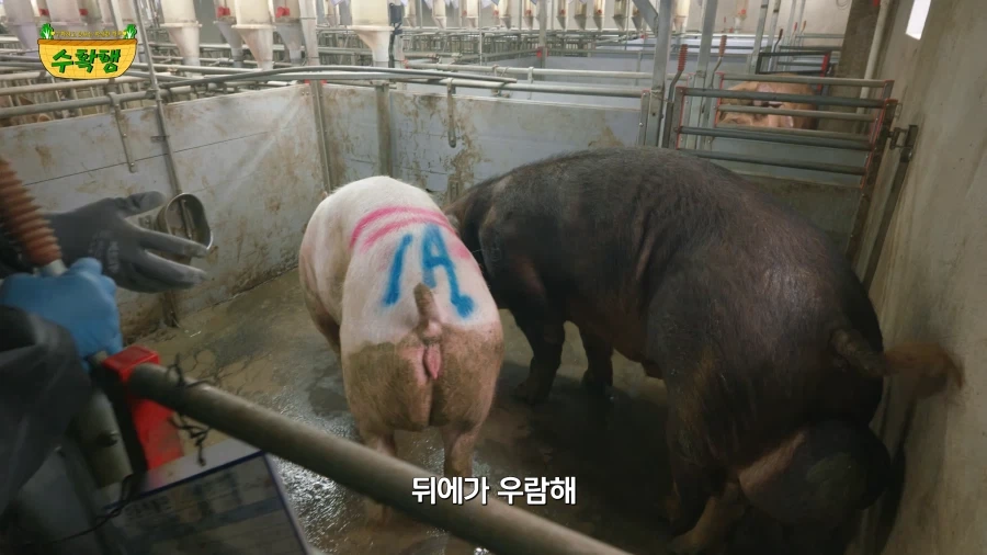 돼지 발정 확인하기 - 이미지 16