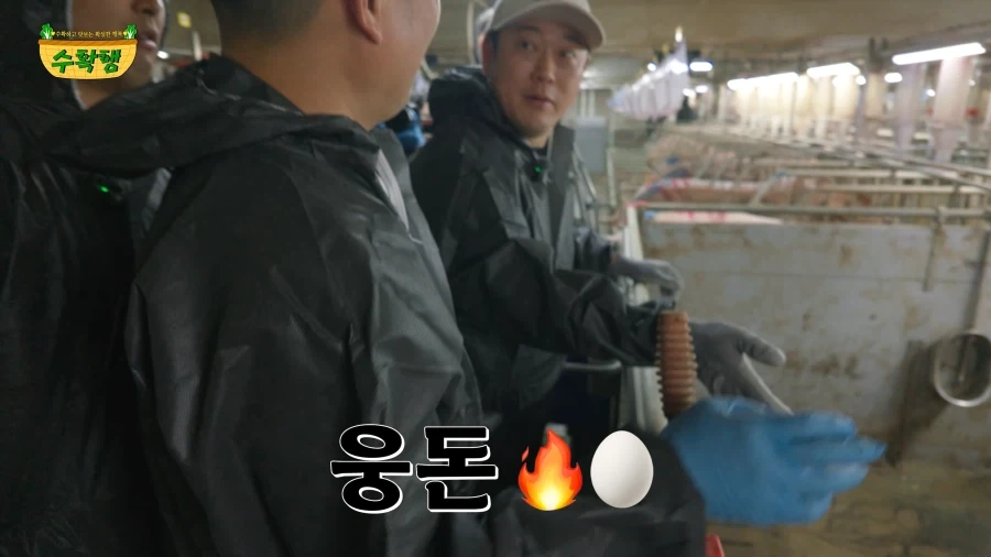 돼지 발정 확인하기 - 이미지 17