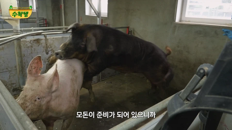 돼지 발정 확인하기 - 이미지 18