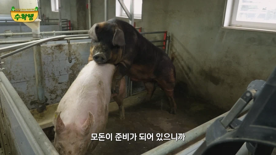돼지 발정 확인하기 - 이미지 19