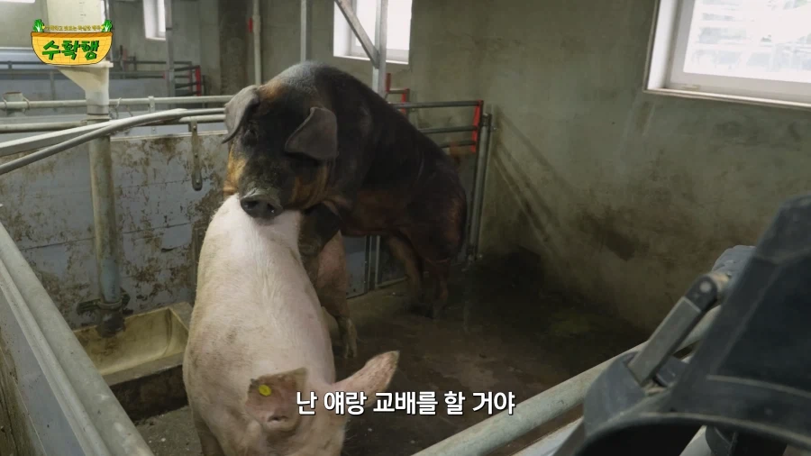 돼지 발정 확인하기 - 이미지 20