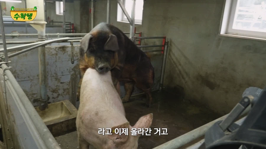 돼지 발정 확인하기 - 이미지 21