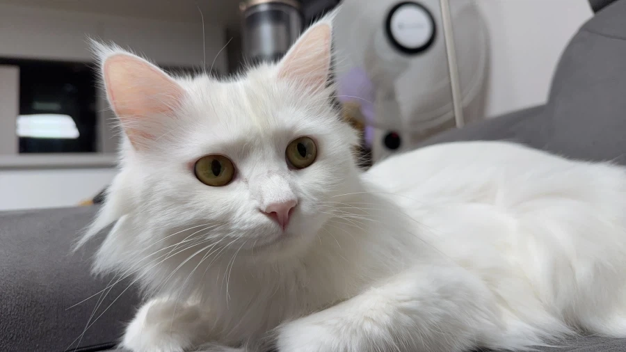 우리집 고양이 보고 가줘