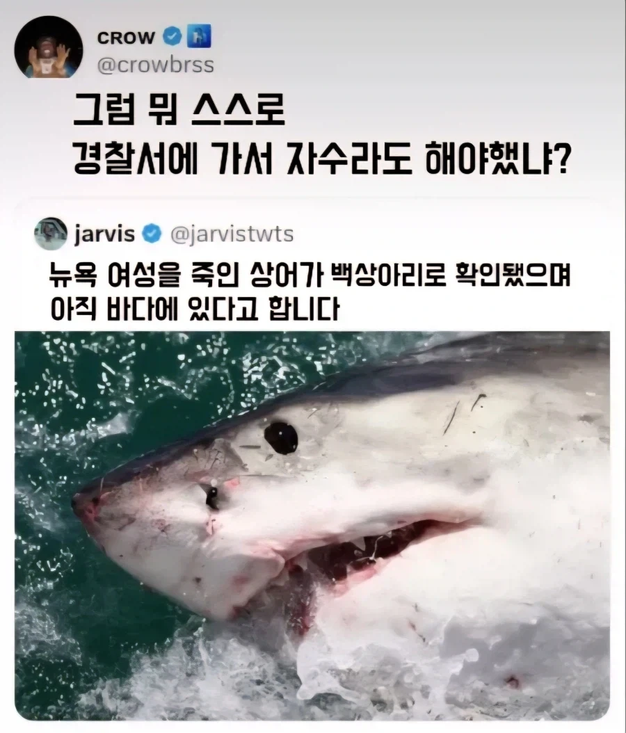 뉴욕 여성을 죽인 상어가 백상아리로 확인됐고 그 백상아리가 아직 바다에 있다고 함
