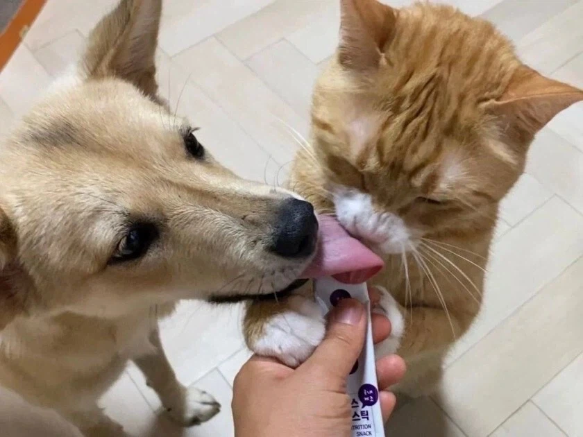 멍뭉이와 고양이 혀 크기 차이