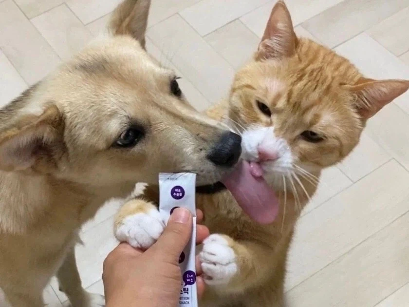 멍뭉이와 고양이 혀 크기 차이 - 이미지 2