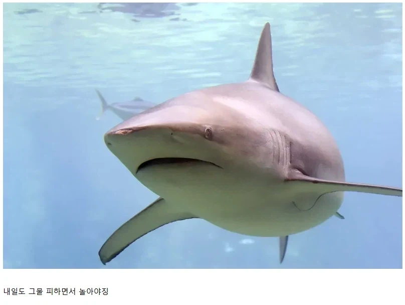 "음 해경들이 드디어 철수했군"
